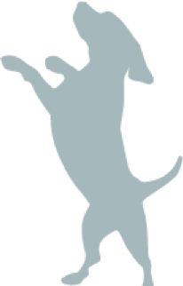 Hund Physiotherapie Leipzig