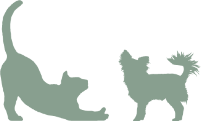 Hunde und Katzen Chiropraktiker Tierphysio Heilpraktiker Leipzig